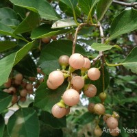 Cordia dichotoma G.Forst.